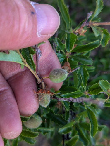 Prunus pedunculata, photograph 2