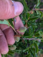 Prunus pedunculata, photograph (c) Tom Field, some rights reserved (CC BY)