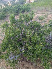 Prunus pedunculata, photograph (c) Tom Field, some rights reserved (CC BY)