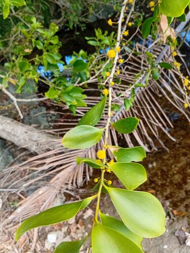 Acacia simplex observed 2026-07-06