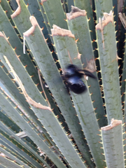 Xylocopa californica arizonensis