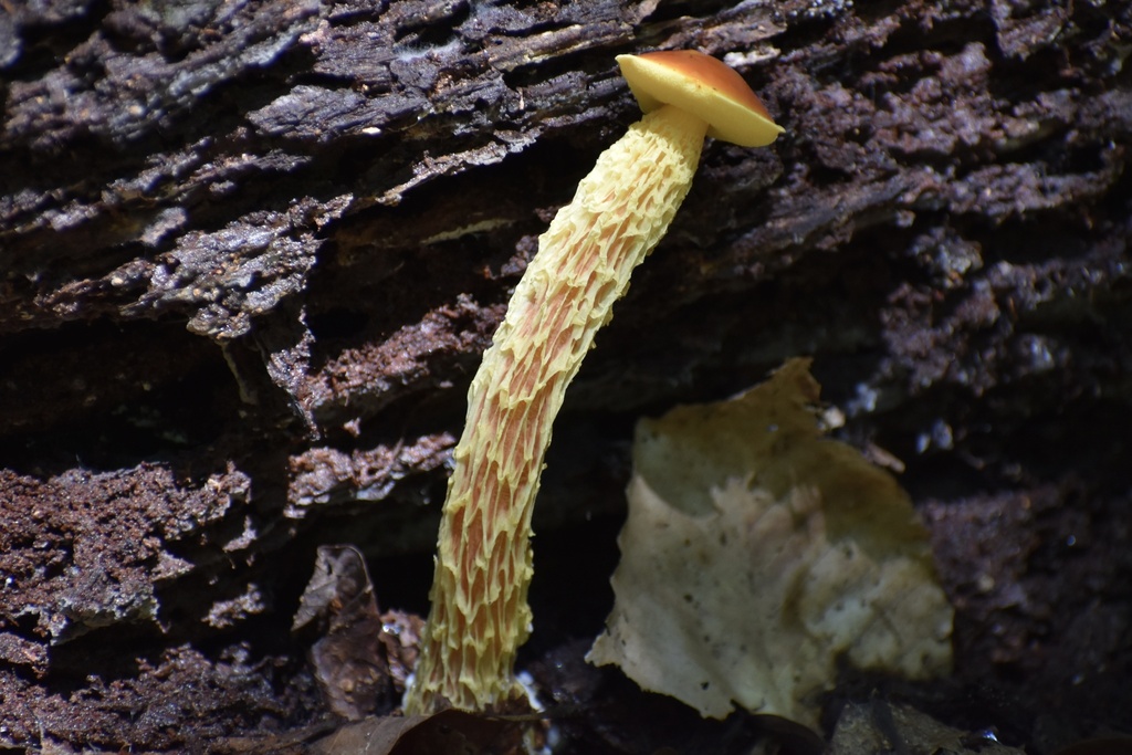 shaggy-stalked bolete · July 2026 · photo: Photo: (c) northerly, some rights reserved (CC BY) · iNaturalist