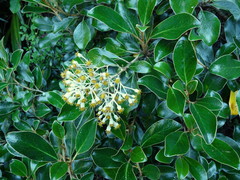 Brachyglottis buchananii