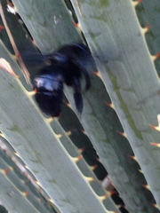 Xylocopa californica arizonensis