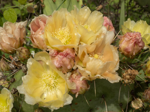 Opuntia atrispina