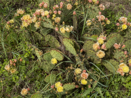 Opuntia atrispina, photograph 1