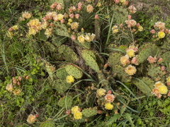 Opuntia atrispina, photograph (c) Turner Brockman, some rights reserved (CC BY-SA)