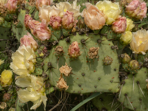 Opuntia atrispina, photograph 2