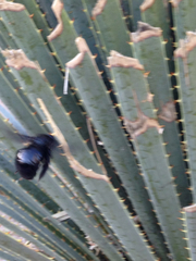 Xylocopa californica arizonensis