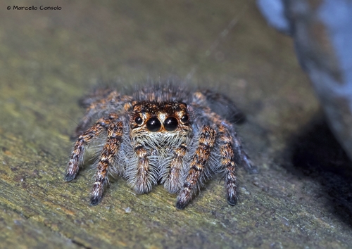 Red-bellied Jumping Spider