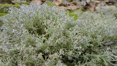 Cladonia arbuscula mitis