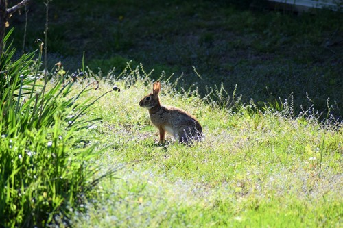 Eastern Cottontail photographed in Delaware