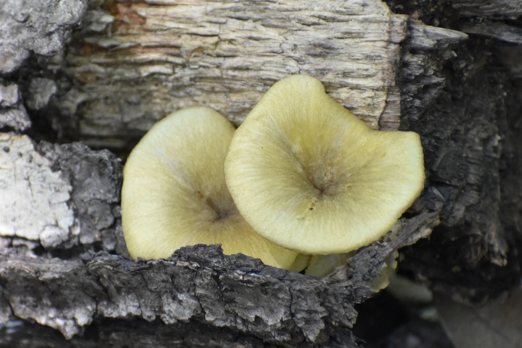 golden-gilled gerronema · July 2026 · photo: Photo: (c) northerly, some rights reserved (CC BY) · iNaturalist
