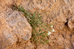 Nerisyrenia hypercorax