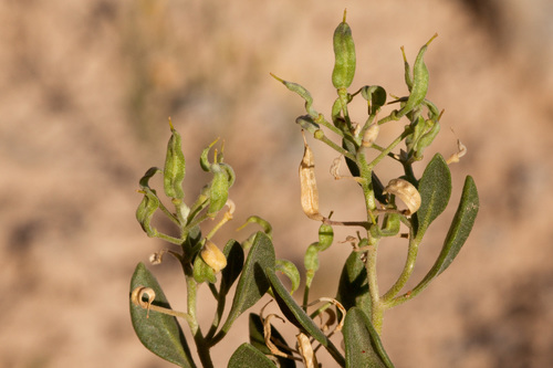 Crow Flats fan-mustard (Nerisyrenia hypercorax)