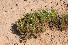 Nerisyrenia hypercorax