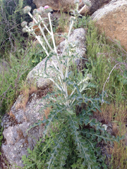 Cirsium occidentale