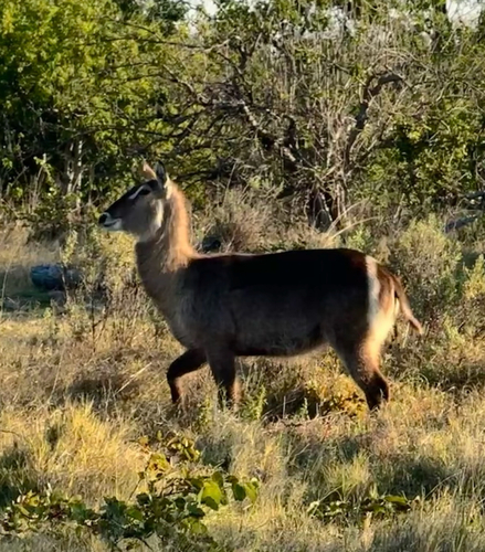 Common Waterbuck