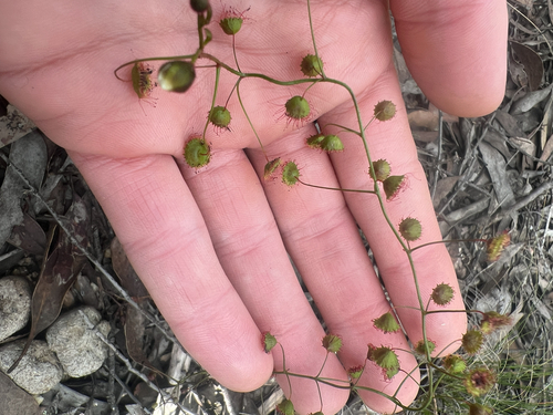 Climbing Sundew