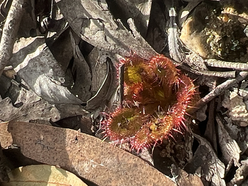 scented sundew