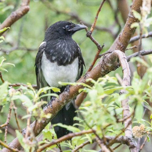 Black-billed Magpie
