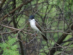 Xenopsaris albinucha