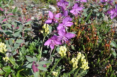 Oxytropis maydelliana