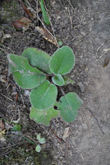 Brachyglottis lagopus