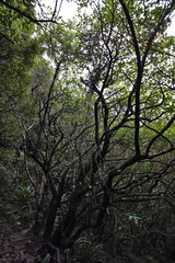 Griselinia littoralis