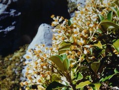 Brachyglottis buchananii