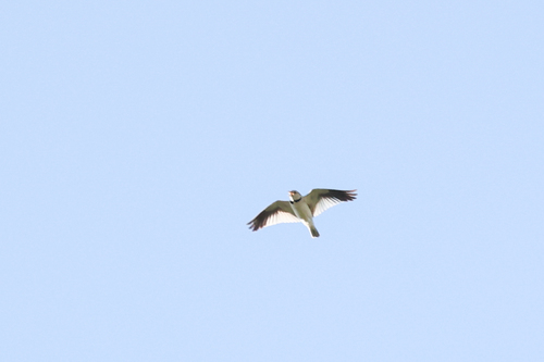Mongolian Lark (Melanocorypha mongolica), photo 9