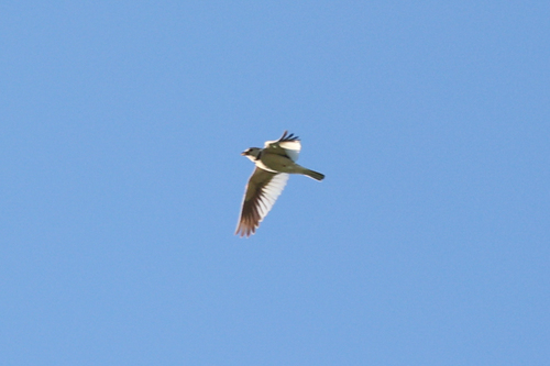 Mongolian Lark (Melanocorypha mongolica), photo 10