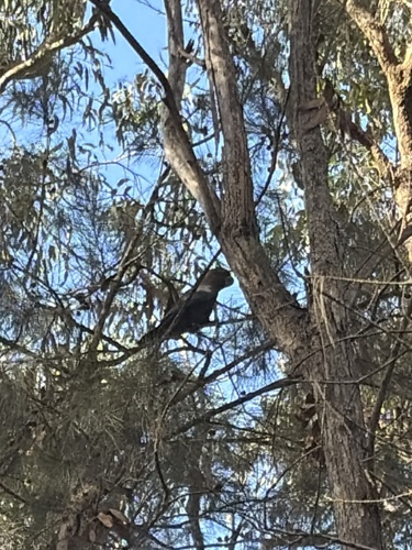 Glossy Black Cockatoo