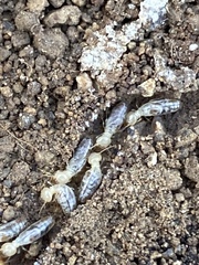 Termitinae