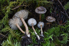 Rhizocybe rhizoides