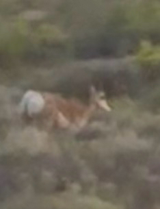 Pronghorn