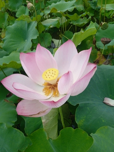 Sacred Lotus