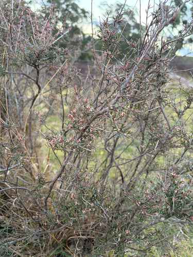 peach heath