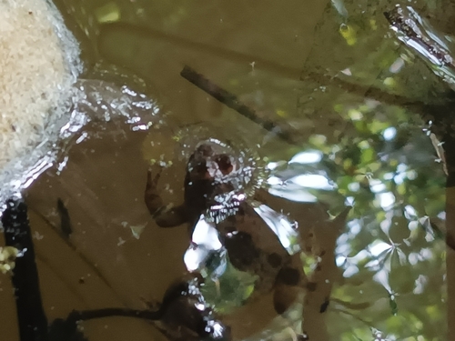 Occidozyga laevis observed 2026-07-31