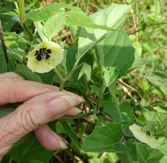 Physalis heterophylla
