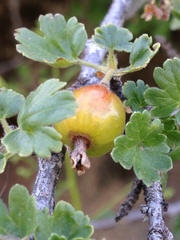 Ribes quercetorum