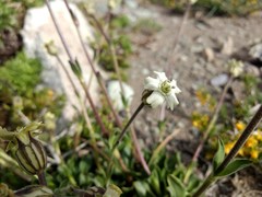 Silene chilensis