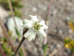 Silene chilensis