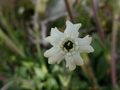 Silene chilensis
