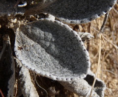 Brachyglottis haastii