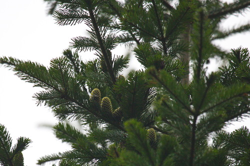Abies sachalinensis, 2026-07-30