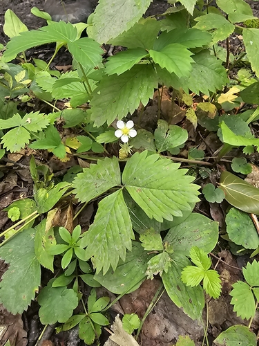 woodland strawberry
