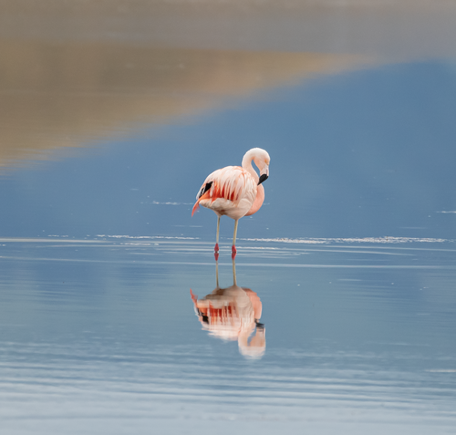 Flamant du Chili