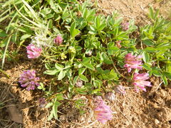 Trifolium parryi