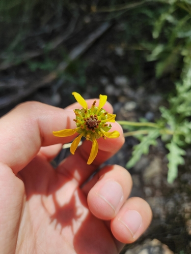 Tetragonotheca texana, 2026-07-30